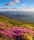 Marvelous pink rhododendrons on the mountains.