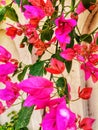 Marvelous shocking pink spring flowers in their full bloom. Royalty Free Stock Photo