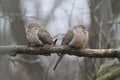 Marvelous Sleeping Mourning Dove Pair on a Branch Royalty Free Stock Photo