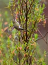 Marvelous Spatuletail Hummingbird Royalty Free Stock Photo