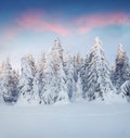 Marvelous winter sunrise in Carpathian mountains with snow cower