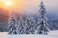 Marvelous winter sunrise high in the mountains in beautiful forests. Tourist scenery. Location place Carpathians, Ukraine.