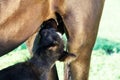 Marwari black colt eating mom. close up