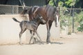 Marwari black colt with mom in paddock. India