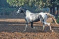 Marwari colt running at freedom at morning. India