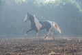 Marwari grey piebald colt running at freedom in contrary light at morning . India