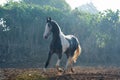 Marwari grey piebald colt running at freedom in contrary light at morning . India