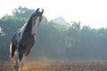 Marwari grey piebald colt running at freedom in contrary light at morning . India