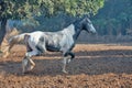 Marwari grey piebald colt running at freedom at morning. India