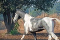 Marwari grey piebald colt running at freedom at morning. India. close up