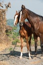 Marwari mare with her foal posing in garden. Gujarat, India Royalty Free Stock Photo