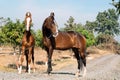 Marwari mare with her foal posing in garden. Gujarat, India Royalty Free Stock Photo