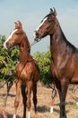 Marwari mare with her foal posing in garden. Gujarat, India Royalty Free Stock Photo