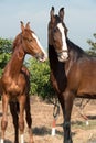 Marwari mare with her foal posing in garden. Gujarat, India Royalty Free Stock Photo