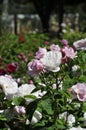 Barona Rose Garden Series - Mary Rose - White with Hint of Pink Rosa Centifolia Royalty Free Stock Photo