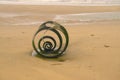 Mary`s shell on Cleveley`s beach.