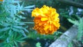 Marygold flower in Kithulgala Sri Lanka Royalty Free Stock Photo