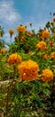 Marygold flowers in full bloom when sky is blue. Royalty Free Stock Photo