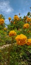 Marygold flowers in full bloom when sky is blue. Royalty Free Stock Photo