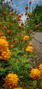 Marygold flowers in full bloom when sky is blue. Royalty Free Stock Photo