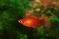 Marygold-Platy (Xipophorus maculatus) Royalty Free Stock Photo