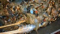 Maryland Blue Crabs