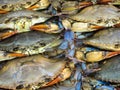 Maryland Blue Crabs Royalty Free Stock Photo