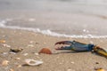 Maryland Blue Crabs - Steamed Crabs on the beach