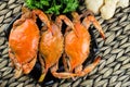 Maryland blue crabs. Steamed crabs. Crab fest. Royalty Free Stock Photo