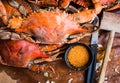 Maryland blue crabs. Steamed crabs. Crab fest. Royalty Free Stock Photo