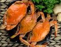 Maryland blue crabs. Steamed crabs. Crab fest.