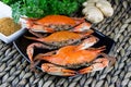 Maryland blue crabs. Steamed crabs. Crab fest. Royalty Free Stock Photo