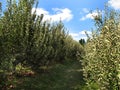 Maryland Country Apple Orchard Royalty Free Stock Photo