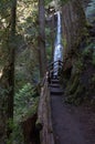 Marymere Falls hike, Olympic Peninsula, USA