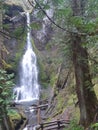 Waterfall in temperate transitional rain forest Royalty Free Stock Photo