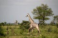 Masaai giraffe, Selous National Park, Tanzania