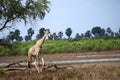 Masaai giraffes, Selous National Park, Tanzania