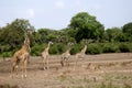 Masaai giraffes, Selous National Park, Tanzania