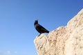 A bird sits on the ruins at Masada, an ancient Jewish fortress in Israel Royalty Free Stock Photo