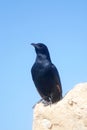 A bird sits on the ruins at Masada, Israel Royalty Free Stock Photo