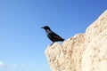 A bird sits on the ruins at Masada, an ancient Jewish fortress in Israel Royalty Free Stock Photo