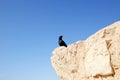 A bird sits on the ruins at Masada, an ancient Jewish fortress in Israel Royalty Free Stock Photo