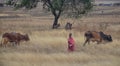 Masai children with cattle