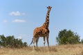 Masai girafe at a samburu Royalty Free Stock Photo