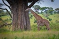 Masai giraffe