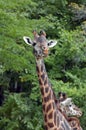 Masai Giraffe Royalty Free Stock Photo