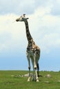 Masai giraffe Royalty Free Stock Photo