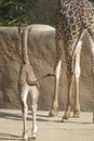 Masai Giraffe Royalty Free Stock Photo