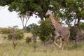 Masai giraffe above the running in saadani national park tanzania Royalty Free Stock Photo