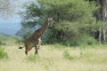 A Masai Giraffe in the savannah